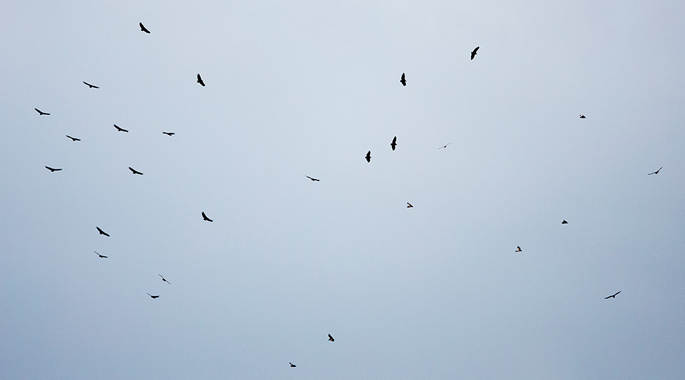 Cape Vultures circling